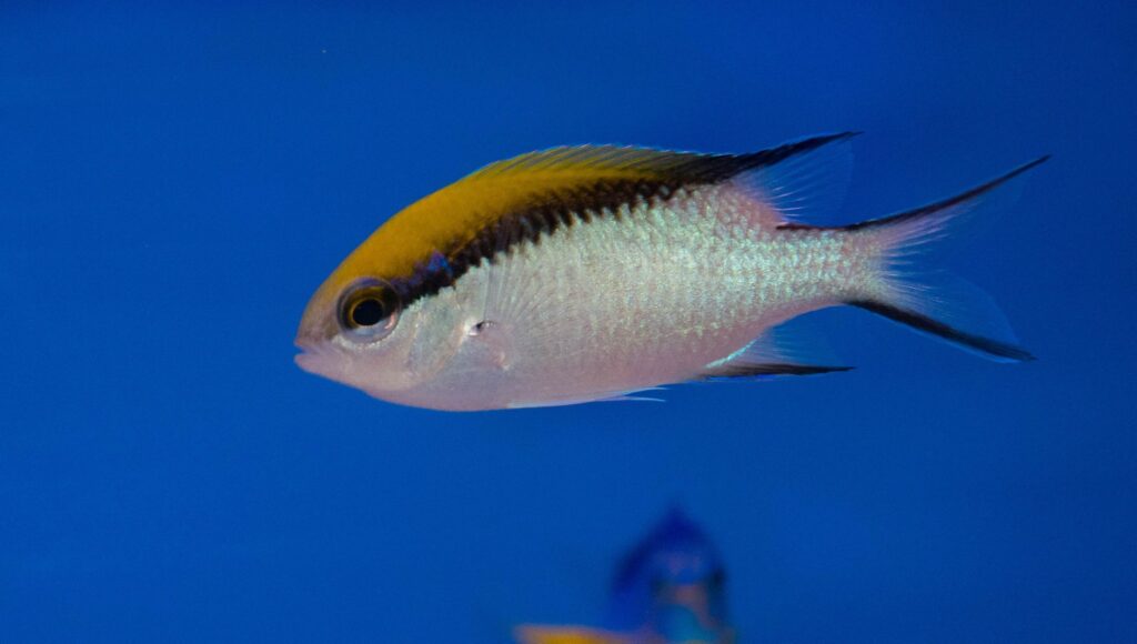 Great Barrier Reef Chromis – Sea Level Aquarium