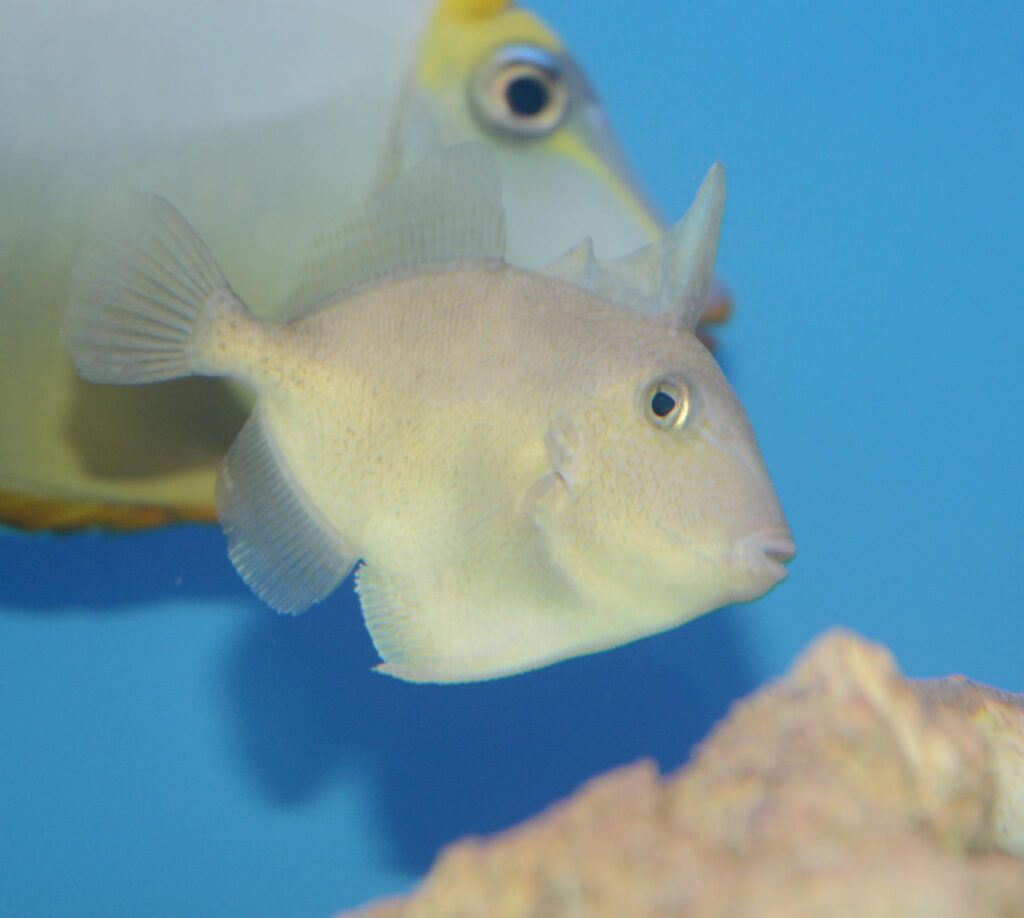 Fine-scale Triggerfish – Sea Level Aquarium