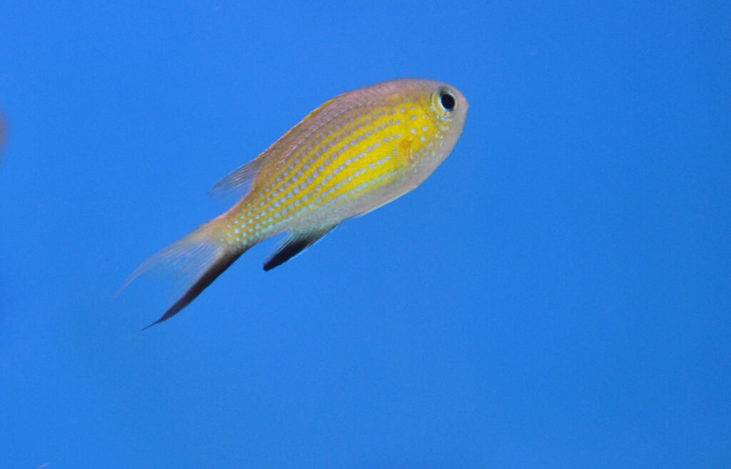 Vanderbilt’s Chromis – Sea Level Aquarium