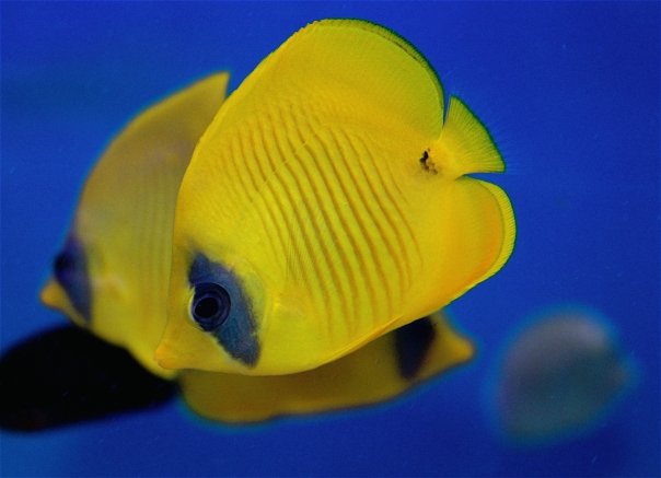 Masked Butterflyfish- Red Sea Raccoon Butterflyfish – Sea Level Aquarium