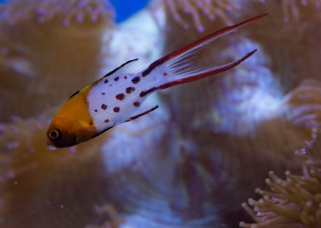 Lyretail Hogfish – Sea Level Aquarium